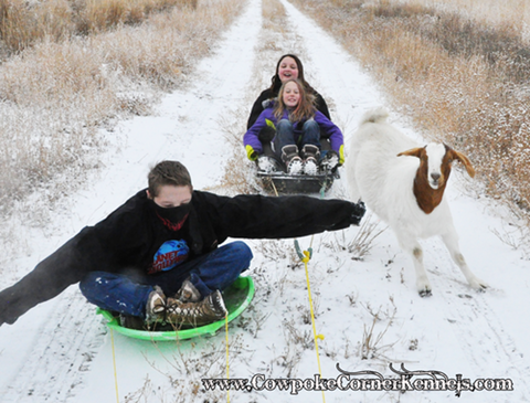Goat-sledding 0307