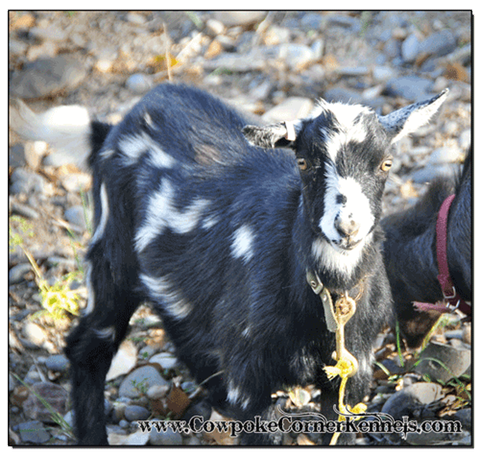 Goat-Tippy 0397