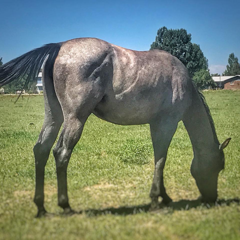 Gray-mare