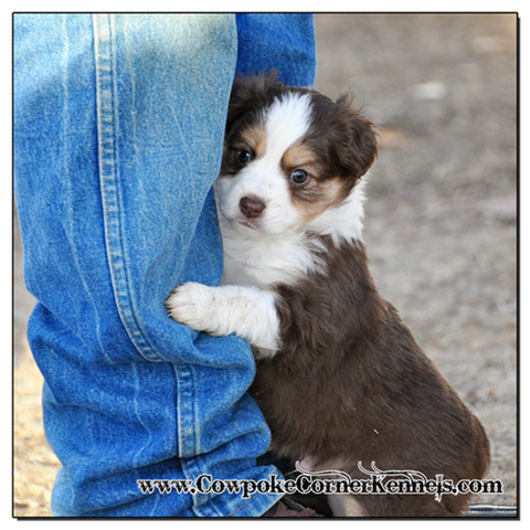 Hank-Mini-Aussie 0561