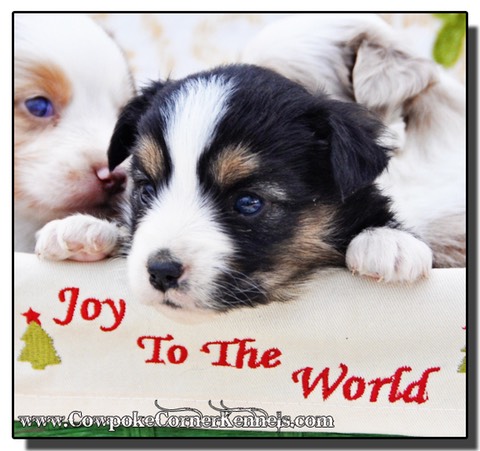 Hope-mini-aussie_0680