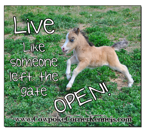 live-like-someone-left-the-gate-open 0898