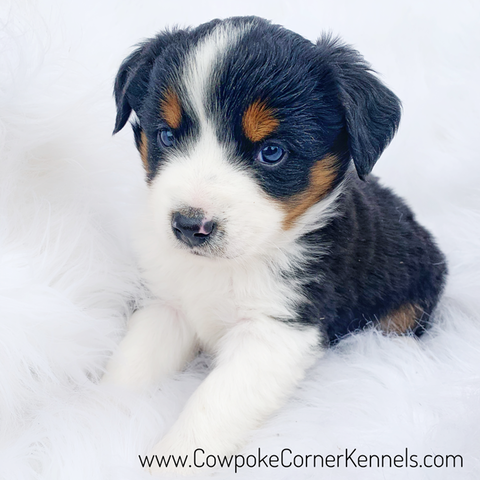 Mini aussie-9032