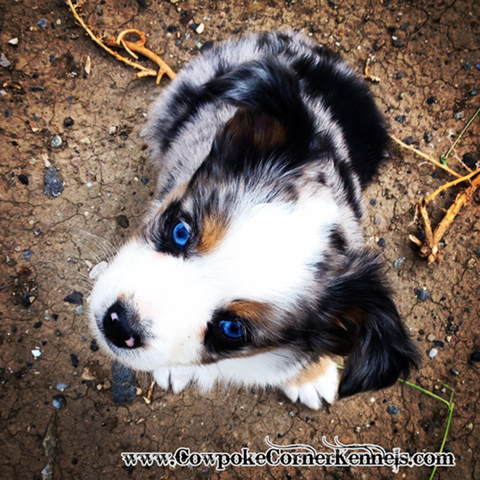 Mini-aussie-pup-prince 4992