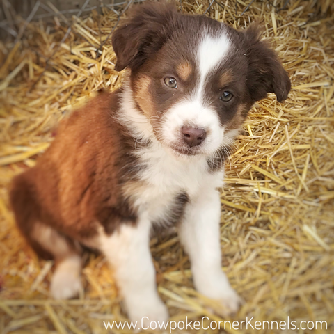 Mini aussie puppy 0774