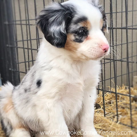 Mini aussie puppy 0785