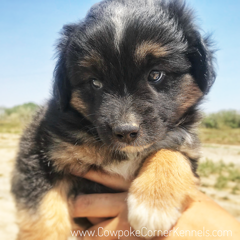Mini-aussie-puppy 1786