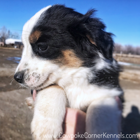 Mini aussie puppy 2251