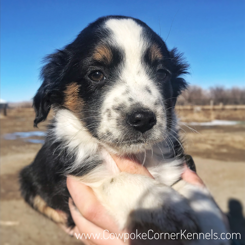 Mini aussie puppy 2376