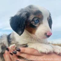 Mini aussie puppy 5595