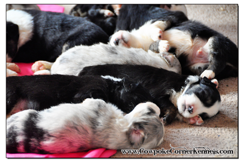 Mini-aussie-pups 0791