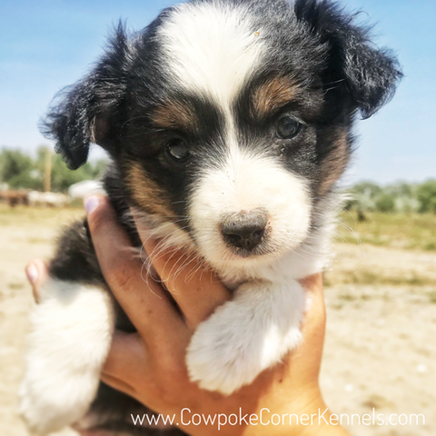 Mini-aussie 1766