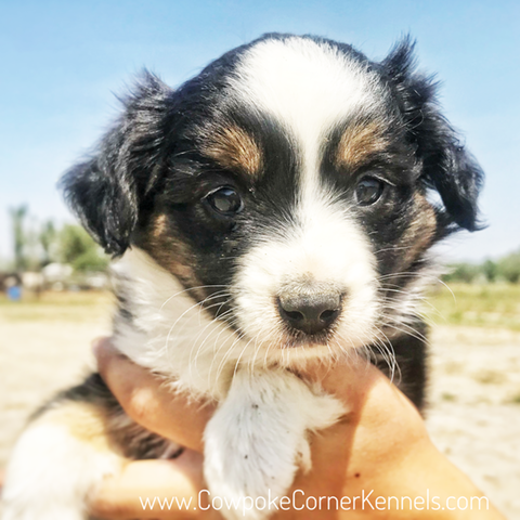 Mini-aussie 1780