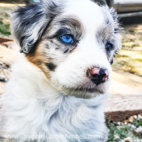 Mini-aussie 1915