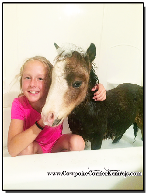 mini-horse-bath