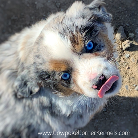 Moose mini aussie 5633