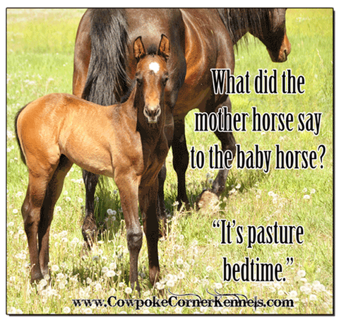 mother horse 0744