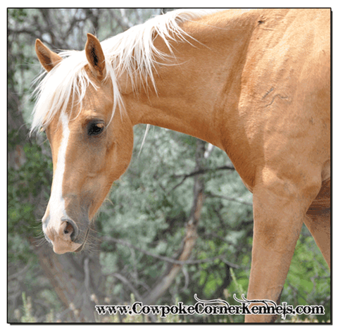 Palomino-Quarter-pony 0636