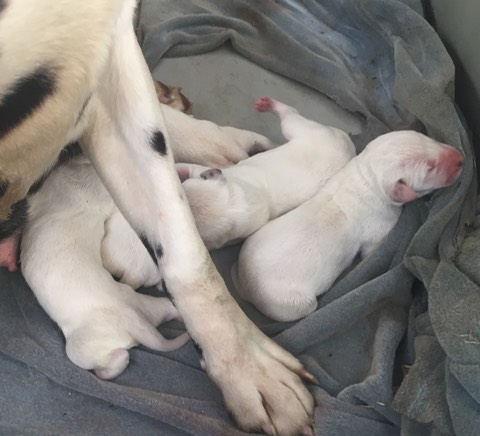 puppies first born