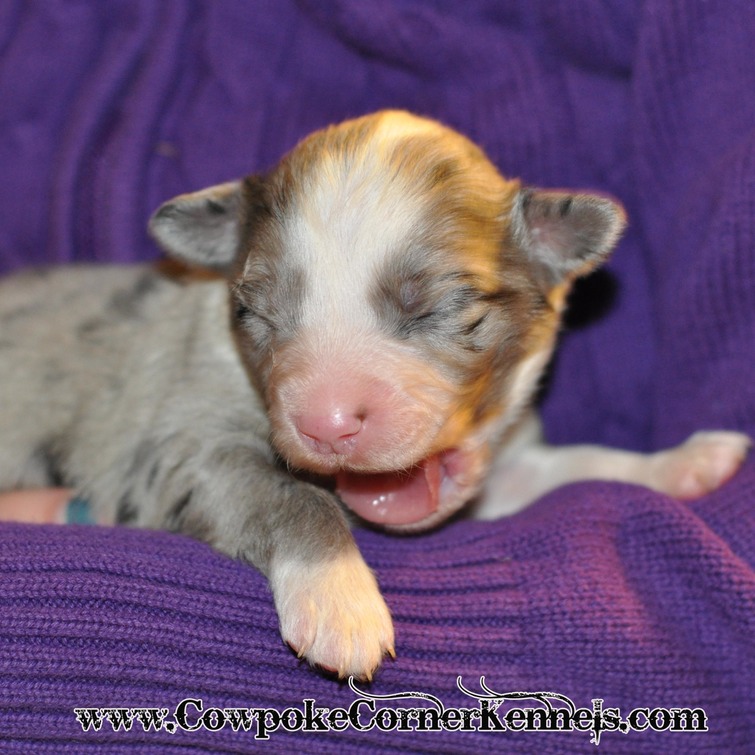 Puppy yawn_0363