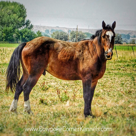 Rodeo-Bucking-horse 8824