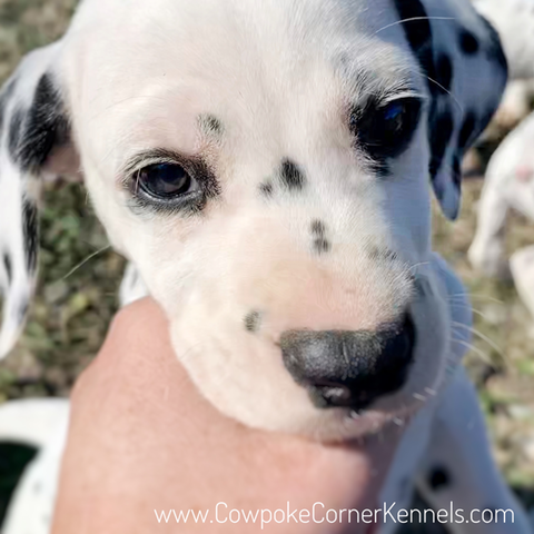Sis Dalmatian puppy-4662