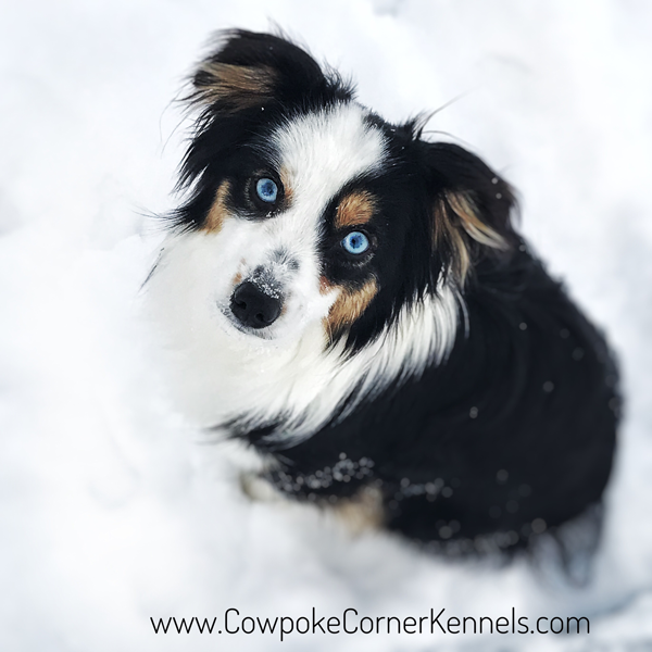 Skye-toy-aussie_5151