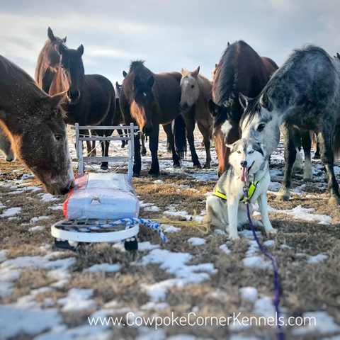 Sled-dogs-and-bucking-horses 5010