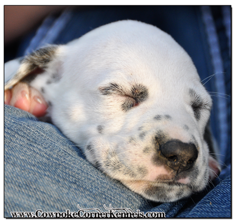 Sleeping-Dalmatian-Puppy 1595