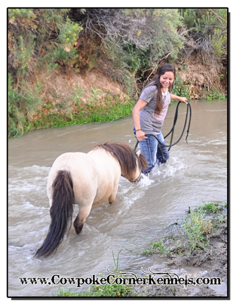 Swimming-buckskin-mini-horse 0564