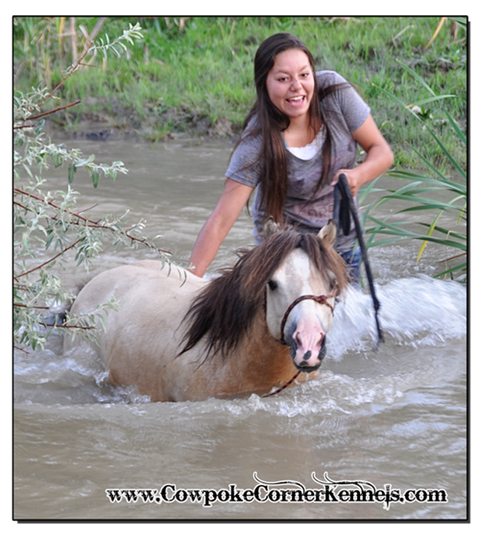 Swimming-horse-buckskin-mini-horse 0565