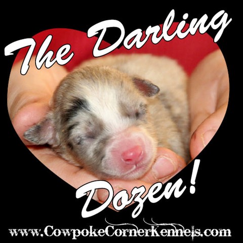 the darling Dozen