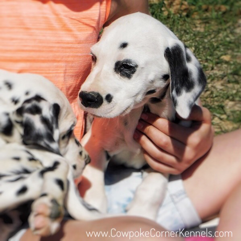 West,-Dalmatian-puppy