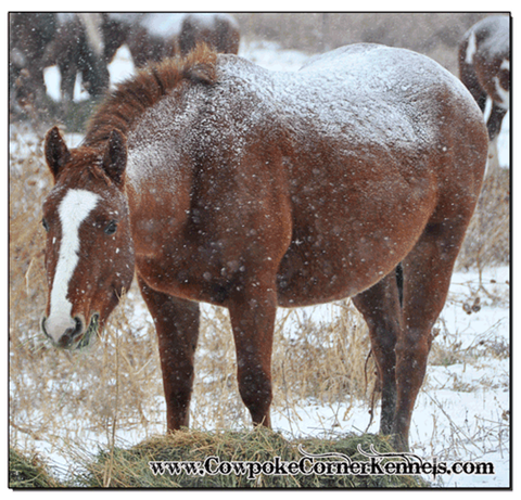 Winter-horse