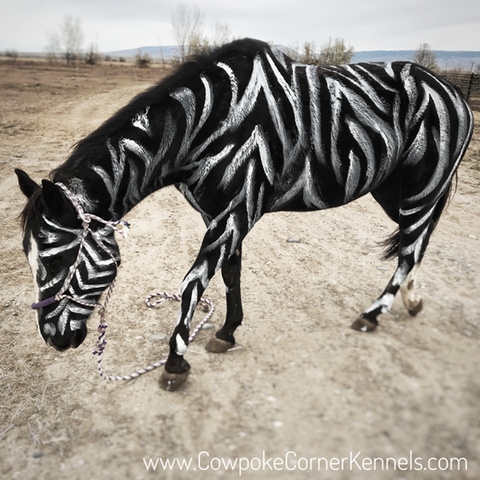 Zebra-horse-halloween 4977