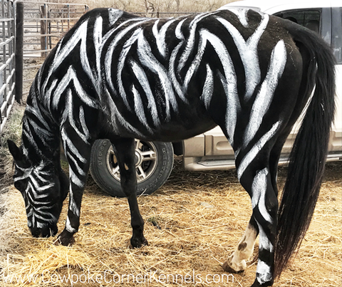 Zebra-Horse-halloween 4995