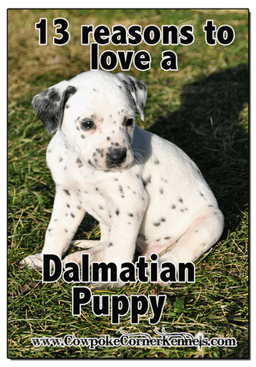 13-reasons-to-love-a-Dalmatian-puppy