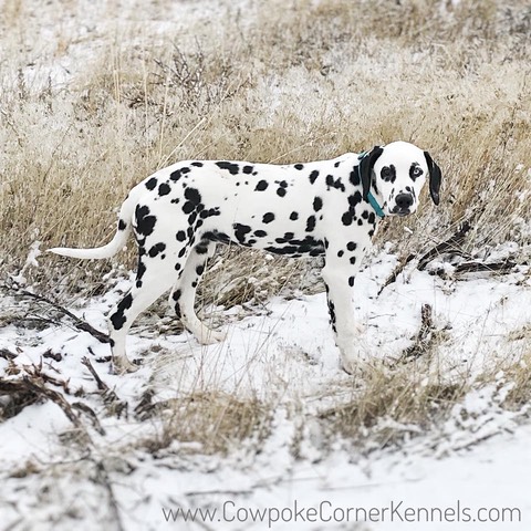 Dalmatian Puppies | Cowpoke Corner Kennels and Ranch