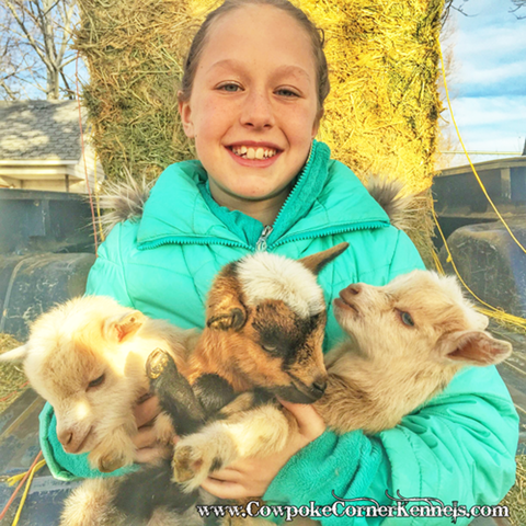 Addie-and-baby-goats