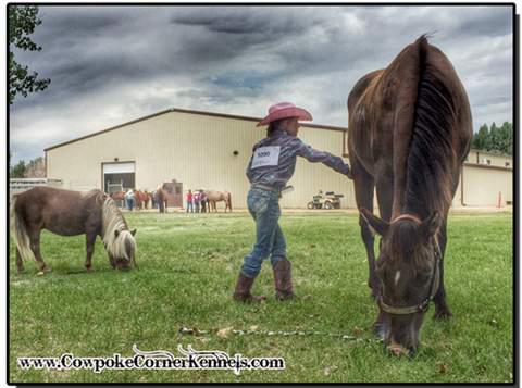 At-the-county-fair-horse-show