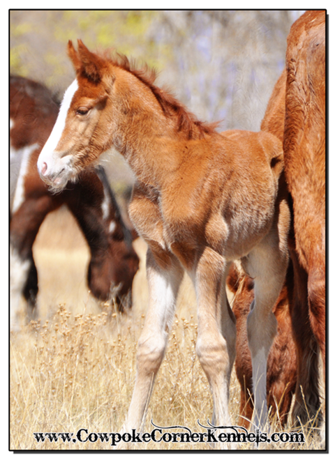 Baby-bucking-horse-colt 0169