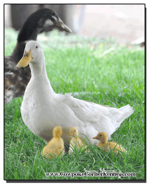 Baby-Ducks 0206