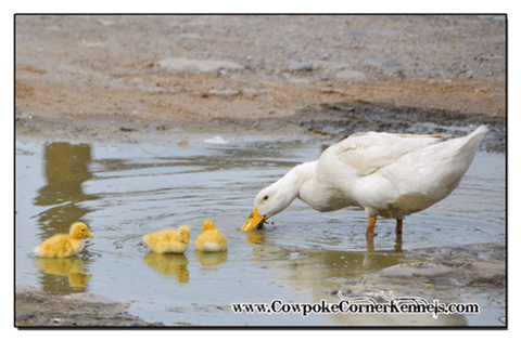 baby-ducks 0229