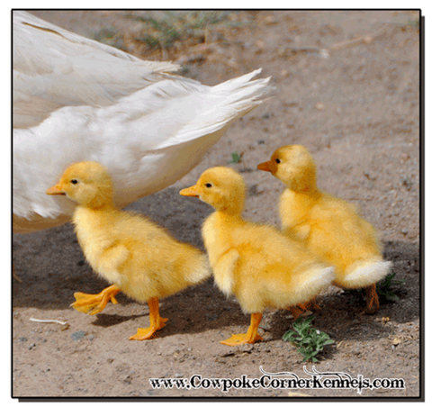 Baby-Ducks 0269