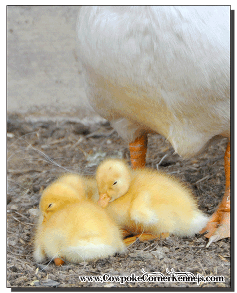 baby-ducks 0302