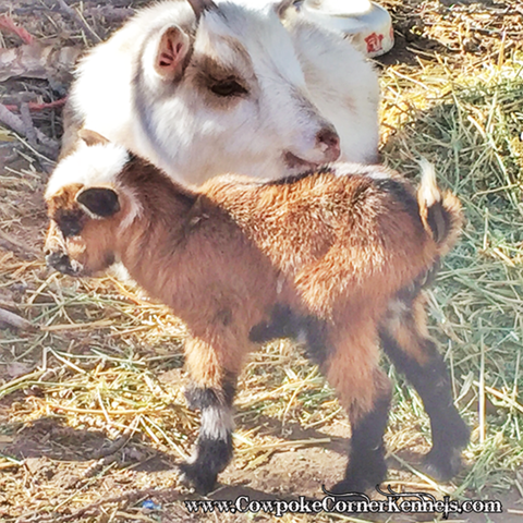 baby-goat-3