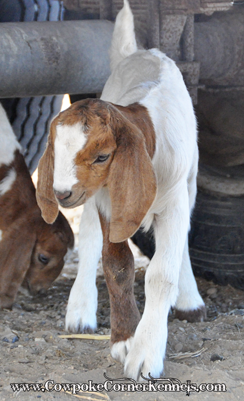 Baby-goat 0460