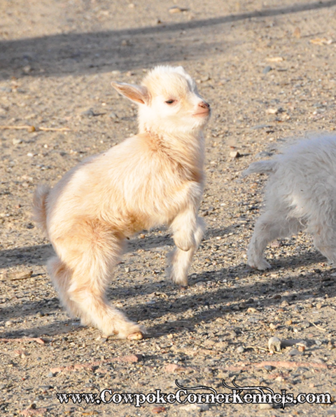 Baby-Goat 0863