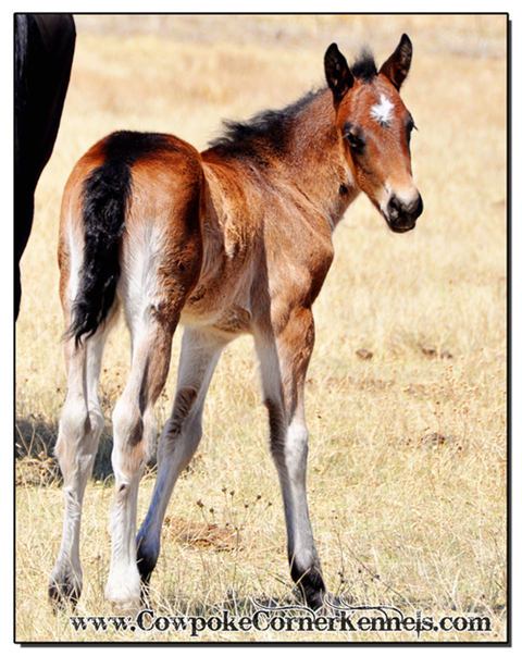 Bay-baby-bucking-horse-colt 0073