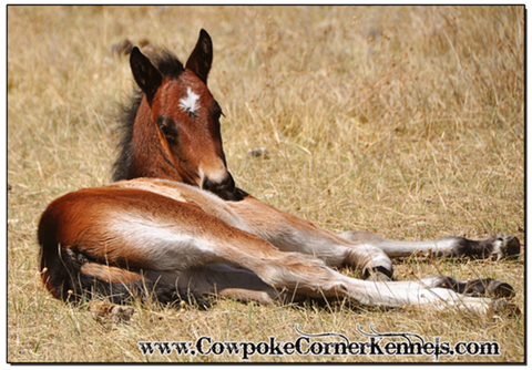 Bay-bucking-horse-colt 0021